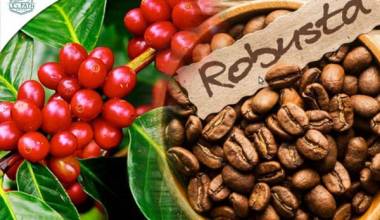 Cà phê Robusta là cà phê gì và có mùi vị thế nào?