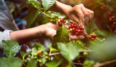 Cà phê Arabica là gì? Arabica và Robusta: 11 điểm khác biệt ngon
